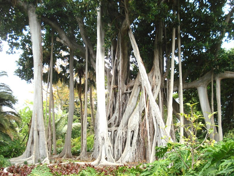 Botanischer Garten (Jardín Botánico)