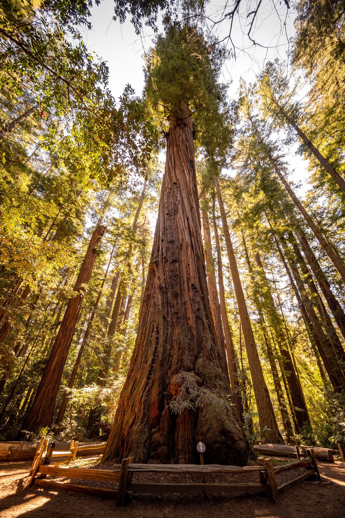 Henry Cowell Redwoods State Park