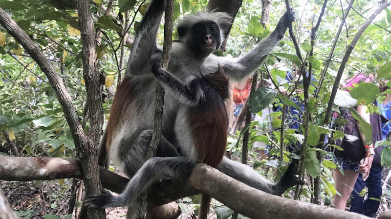 Jozani Chwaka Bay National Park Walk